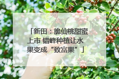 新田：脆仙桃甜蜜上市 错峰种植让水果变成“致富果”